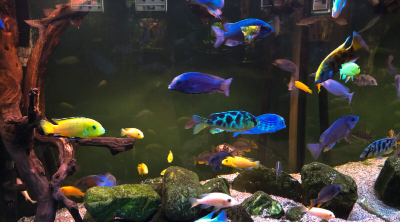аквариум, рыбки, лампа для аквариума, какие рыбки в аквариуме, центр передержки, адреса передержек